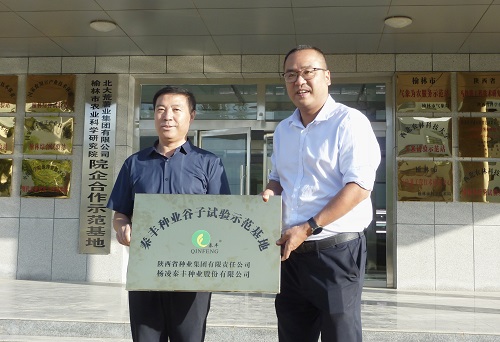 種業集團：秦豐種業谷子試驗示范基地在延安榆林兩地市掛牌成立