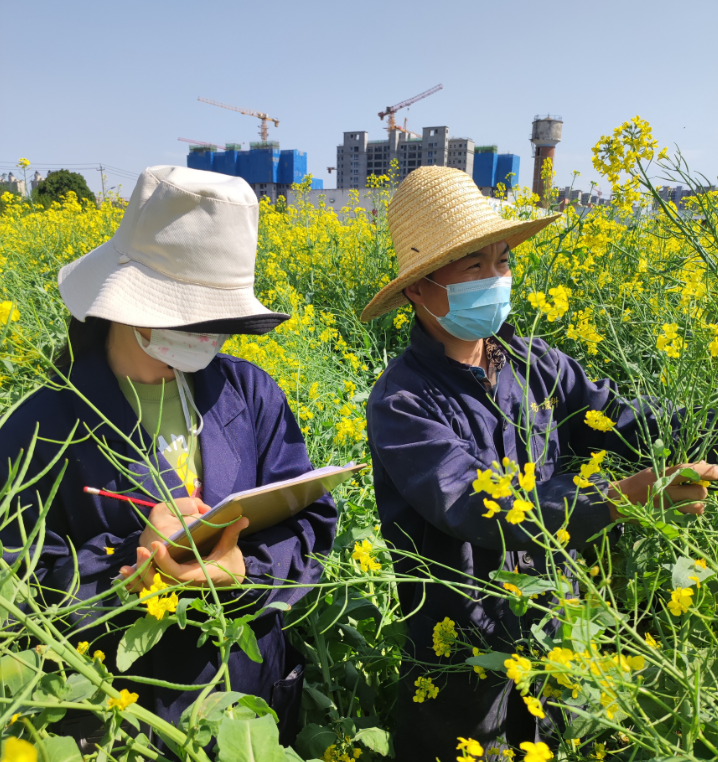 種業(yè)集團：楊凌高科全力以赴開展油菜品種田間純度鑒定和“兩菜”市場調(diào)研活動