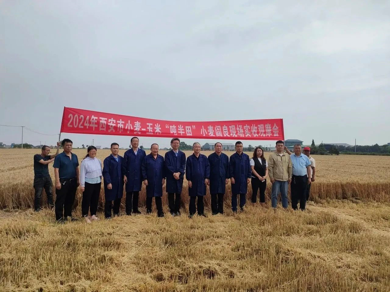 楊凌科技：761.97公斤! 偉隆“169”創(chuàng)西安市小麥連片單產新高